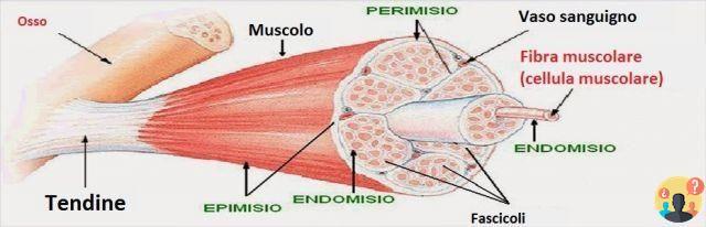 ¿Cómo es el músculo esquelético?