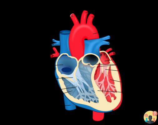 Cuerdas tendinosas en el corazón?