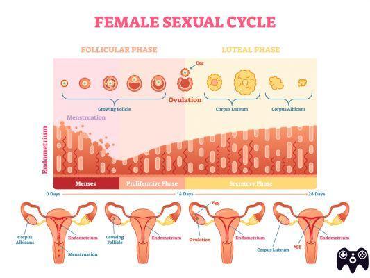 ¿Qué sucede durante el ciclo menstrual?