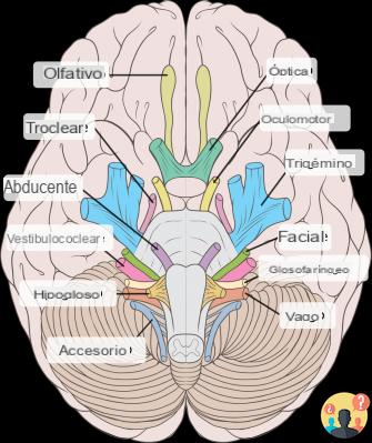 ¿Cuántos pares de nervios craneales parten del tronco encefálico?