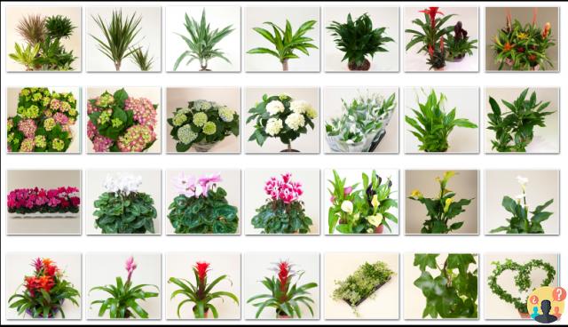 ¿Qué son las plantas basófilas?