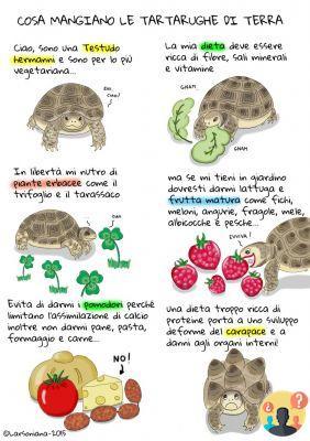 ¿Qué comen las tortugas terrestres?