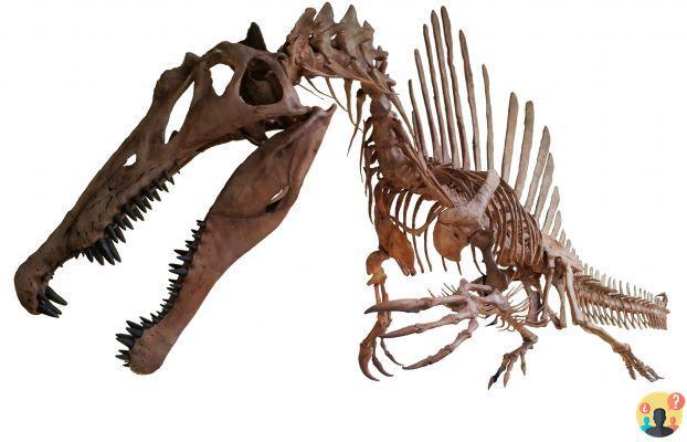 ¿Cuál es el nombre de espinosaurio?