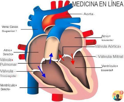 ¿Dónde se encuentran las válvulas del corazón?