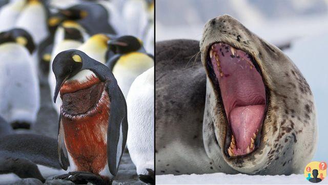 ¿Focas violando pingüinos?