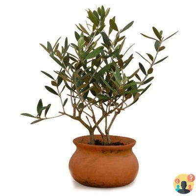 ¿Poda de olivo ornamental en maceta?