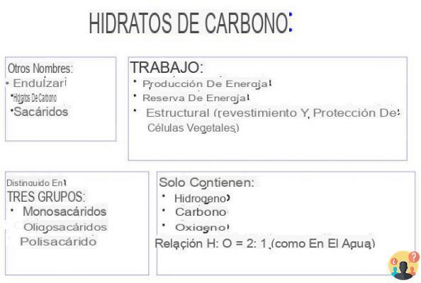 ¿Qué son los carbohidratos y qué funciones cumplen?