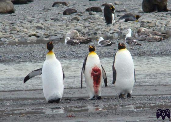 ¿Cómo se reproducen los pingüinos emperador?