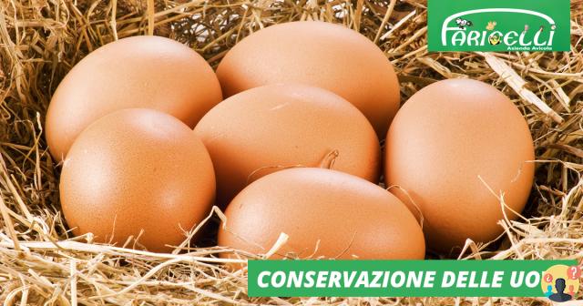 ¿Cómo se conservan los huevos frescos?