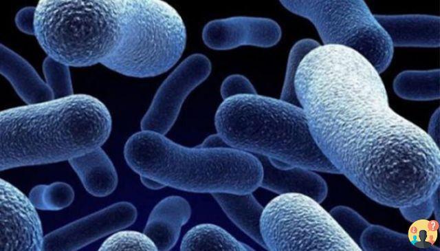 ¿Cómo se reproducen las bacterias?
