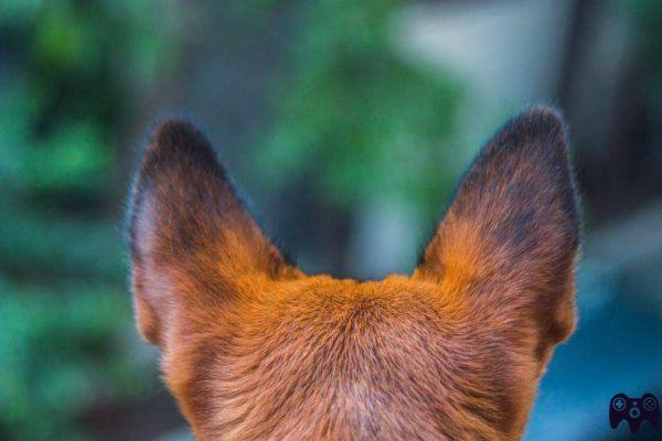 ¿Por qué apestan las orejas de los perros?