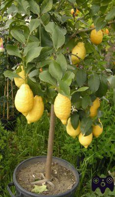 ¿Cuándo florece el limón en una maceta?
