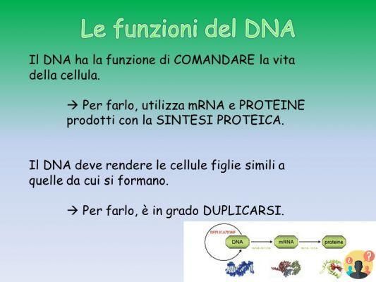¿Cuál es la función del ADN?