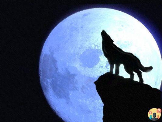 ¿Por qué los lobos aúllan cuando hay luna llena?
