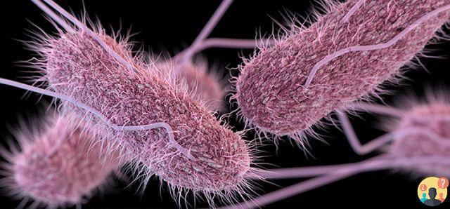 ¿A qué temperatura muere la bacteria Salmonella?