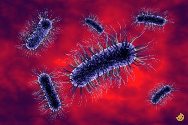 ¿Qué es Escherichia coli?
