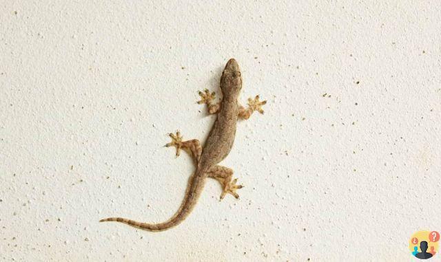 Gecko en la casa ¿cómo eliminarlo?
