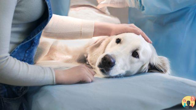 ¿Cuánto vive un perro con osteosarcoma?