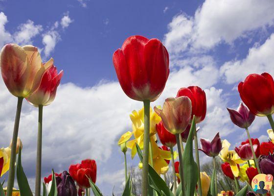 ¿Qué significa tulipanes?