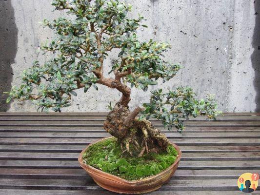 ¿Cómo se hace un bonsái de olivo?