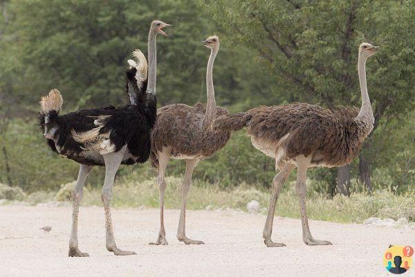 ¿Cuántas especies de avestruces hay?