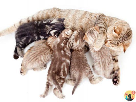 ¿Cuándo nacen los gatitos?