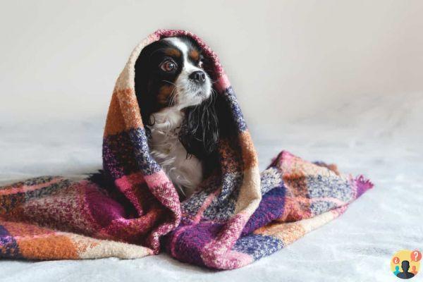 ¿Cuánto dura un resfriado de perro?