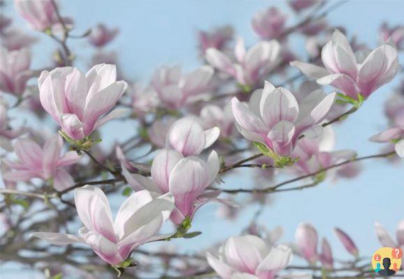 ¿Cuántos tipos de magnolias?