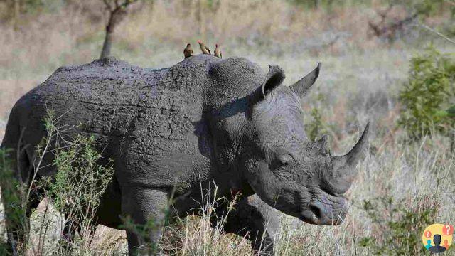 ¿Dónde vive el rinoceronte de la sabana?