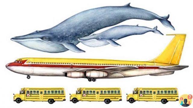 ¿Qué tan grande es una ballena azul?