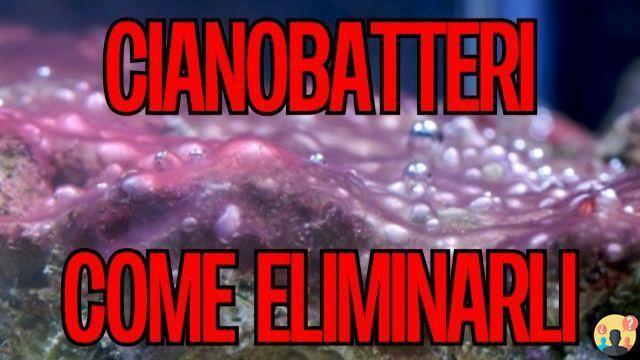 ¿Cómo eliminar las cianobacterias en el acuario marino?