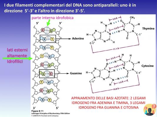 ¿Qué significa decir que dos bases de ADN son complementarias?