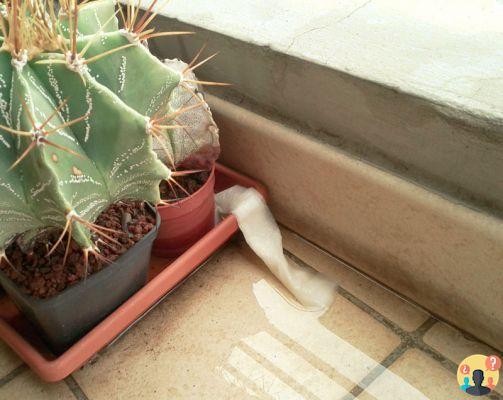 ¿Qué hacer cuando un cactus se pudre?