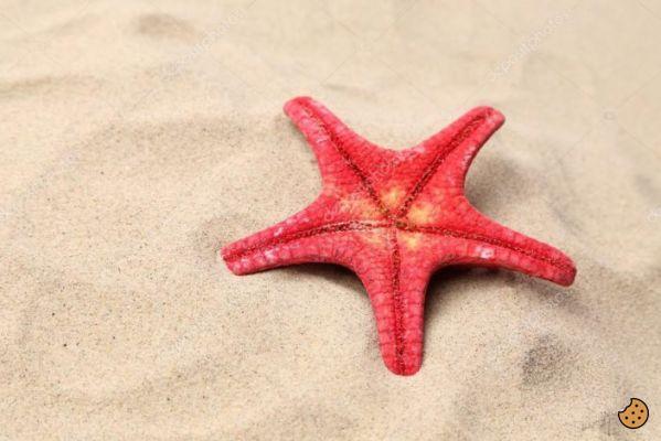 ¿De qué se alimentan las estrellas de mar?