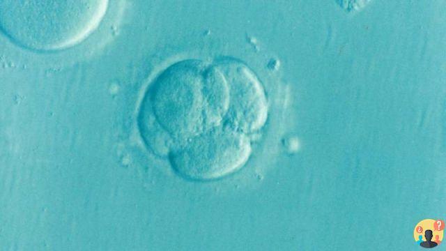 ¿Por qué un embrión no se implanta después de la transferencia?