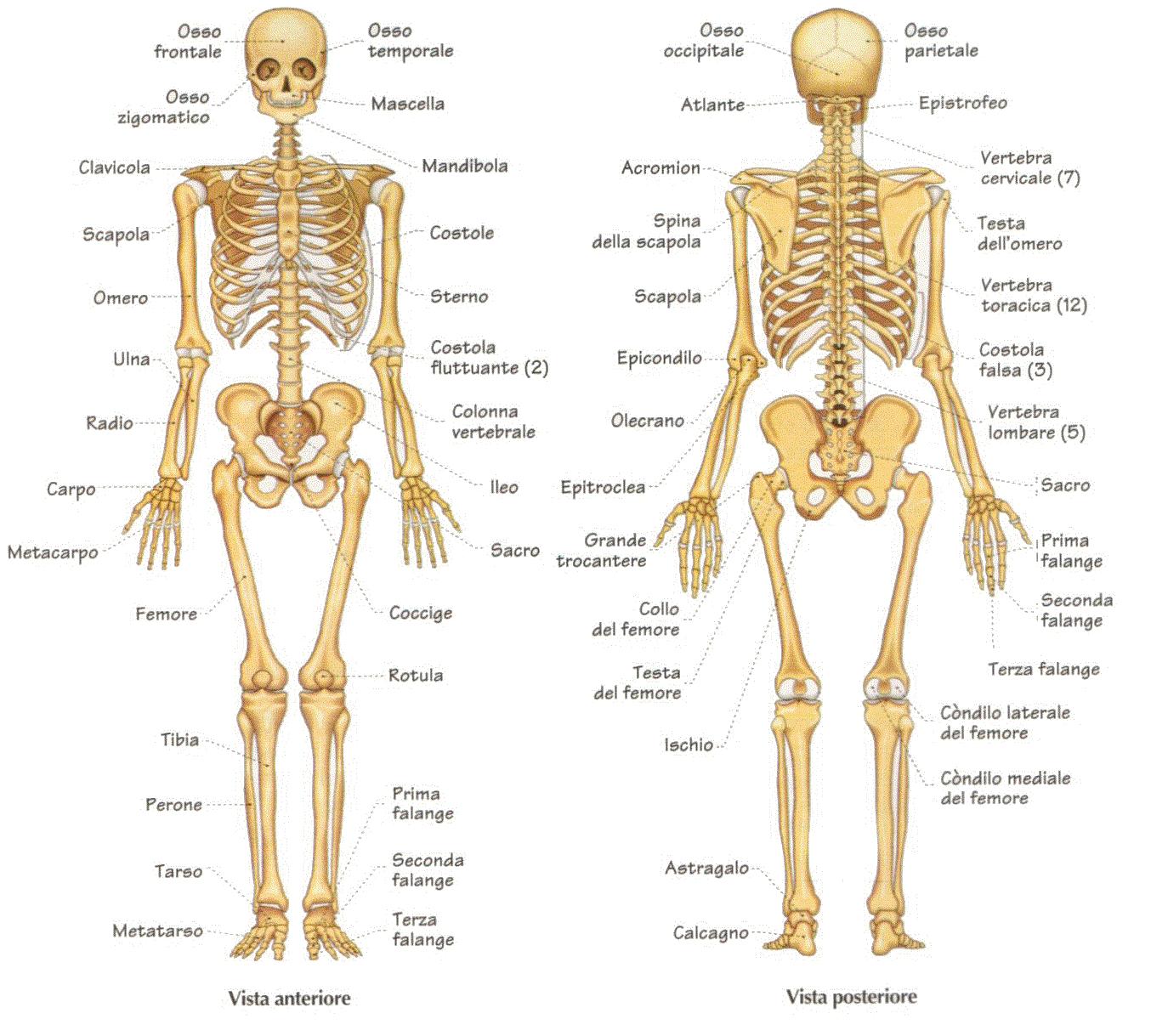 ¿Cuántos huesos hay en total?