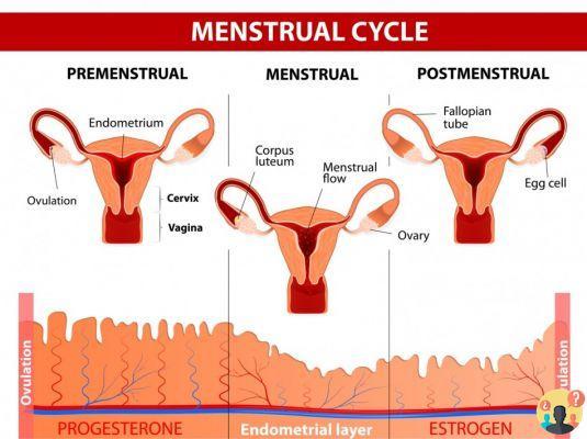 ¿Qué es la ovulación?