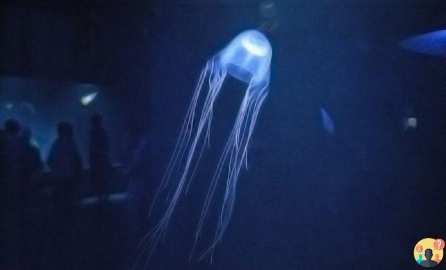 ¿Cuál es la medusa más venenosa del mundo?