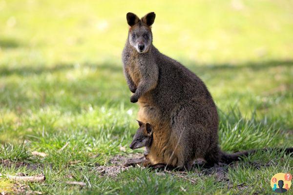 ¿Cómo dan a luz los marsupiales?