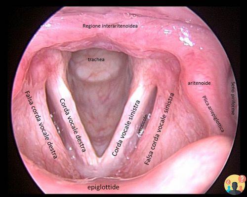 ¿Qué son las cuerdas vocales?
