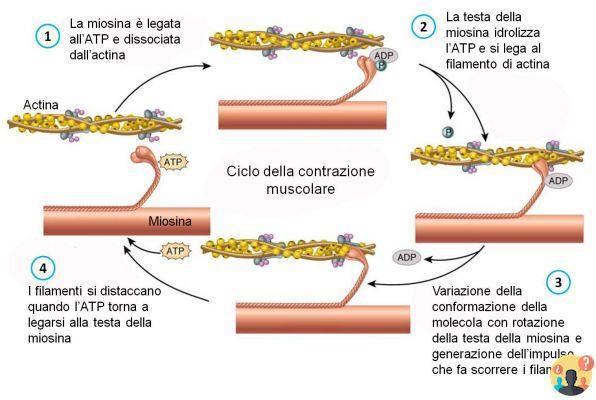 ¿Se produce el vínculo entre la actina y la miosina?