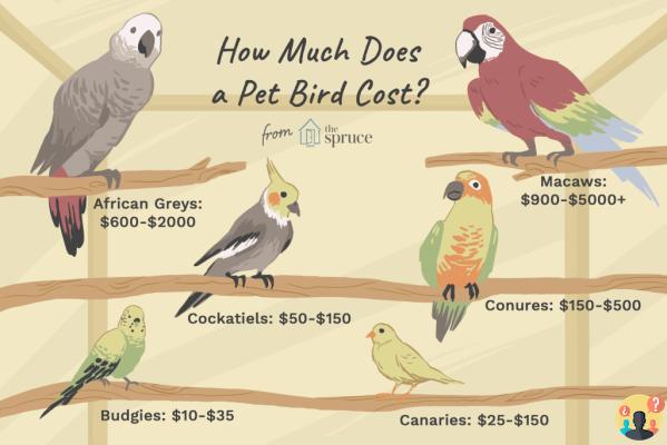 ¿Cuánto cuesta cuidar un loro?