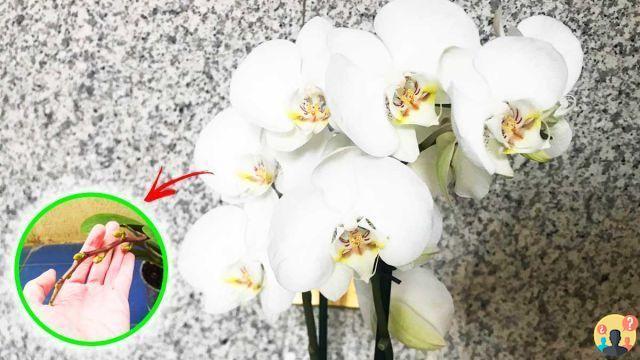 ¿Cómo se fertiliza la orquídea?