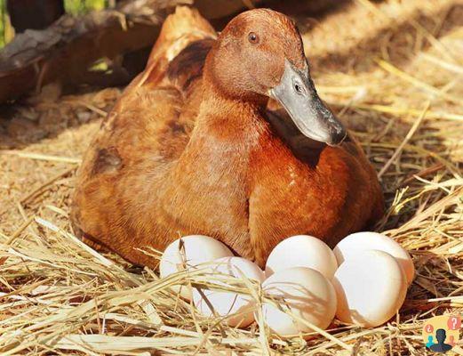 ¿Cuándo ponen huevos los patos?