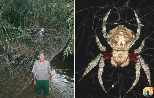 ¿De dónde cazan las arañas la red?