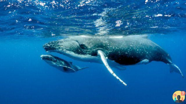 ¿Dónde se reproducen las ballenas?