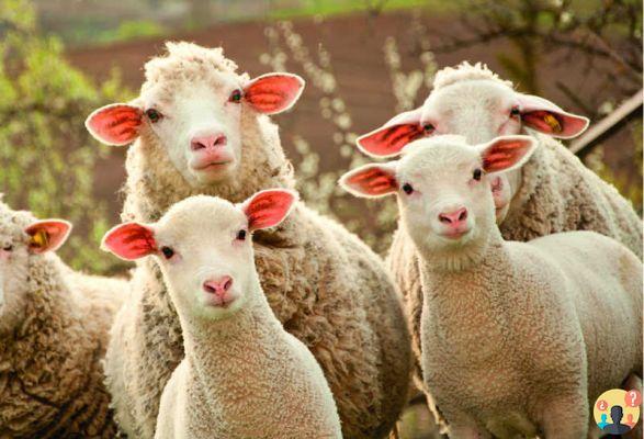 ¿Qué significa ser una oveja marcada?