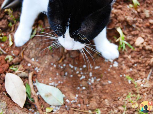 ¿Cómo desacostumbrar al gato a hacer caca en el jardín?