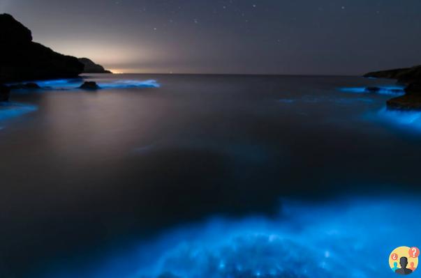 ¿Qué son las algas bioluminiscentes?