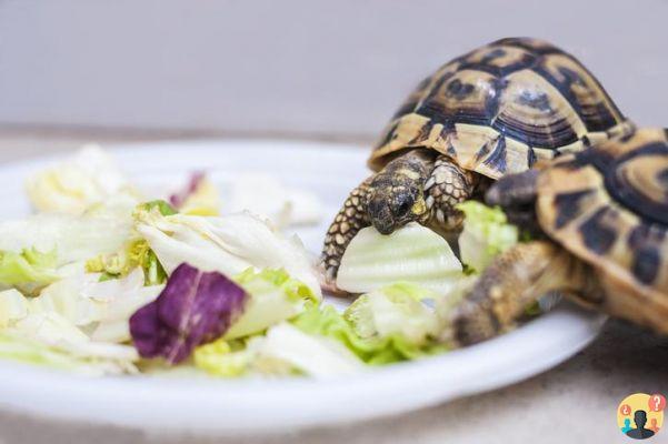 ¿Qué frutas pueden comer las tortugas terrestres?